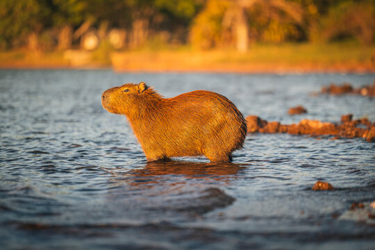 Capybara (Hydrochoerus hydrochaeris) walking into the water at Lake Paranoa in Brasilia, Brazil