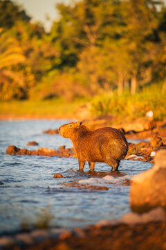 Capybara (Hydrochoerus hydrochaeris) walking into the water at Lake Paranoa in Brasilia, Brazil