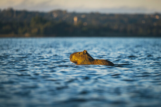 Capybara (Hydrochoerus hydrochaeris) swimming at Lake Paranoa in Brasilia, Brazil