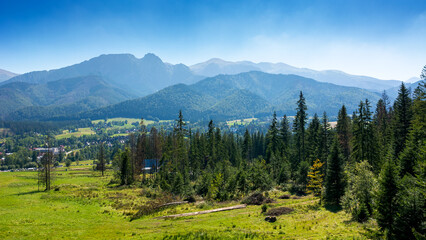 forest on the hill in mountain landscape in summer. beautiful countryside view with grassy pasture and tatra mountain ridge under blue sky on a sunny day. zakopane village in the valley. rural europe © Lesia