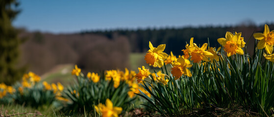 Fototapeta premium Daffodils blooming in spring meadow under clear blue sky 