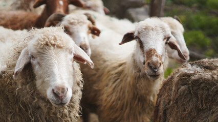 Obraz premium Group of sheep grazing in a green pasture with blurred background