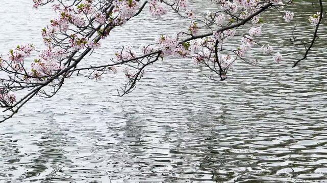 三ツ池公園　水面に映り込み風に揺れるソメイヨシノ