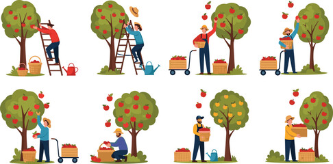 Fototapeta premium People harvesting apples in orchard collection of flat vector illustrations gardeners picking fruit from trees for agriculture farming autumn season and healthy organic food concept design isolated on