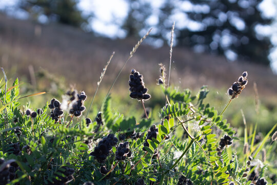 Black Seed Pods Of Cicer Milkvetch 