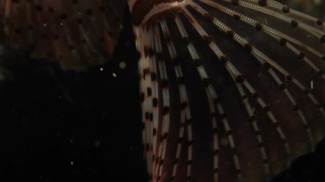 lionfish scenery with sun beams and rays underwater slow ocean scenery fish tryig hunting  fish