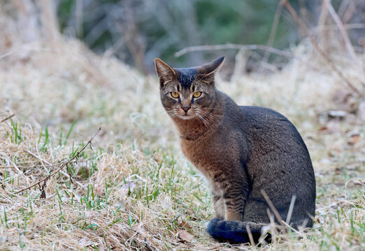 A young male cat sitting in dry hay
