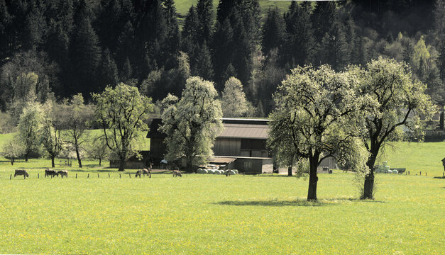 Spring pear blossom in valley around Flums, Swiss Alps