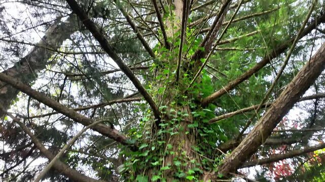 Low angle tilt-up shot of a large tree trunk covered in creeping ivy revealing its sprawling branches.