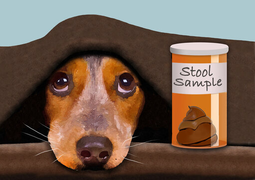 Collecting a stool sample from your pet dog is a necessary step in keeping a dog healthy. Here is a dog hiding under a blanket at collection time and a sample is in a bottle.