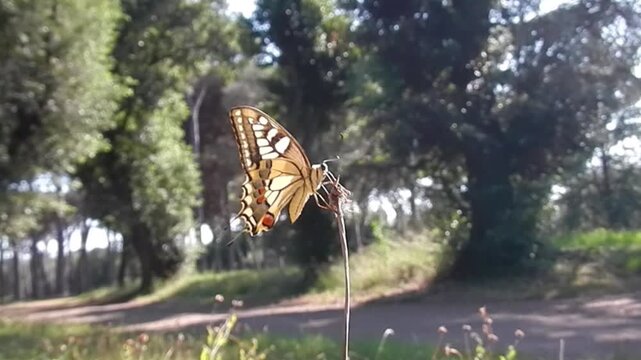 Butterfly Old World swallowtail, Papilio machaon on dry grass moved by wind by road in park with tall trees on sunny windy summer day - slow motion. Topics: beauty of nature, natural environment
