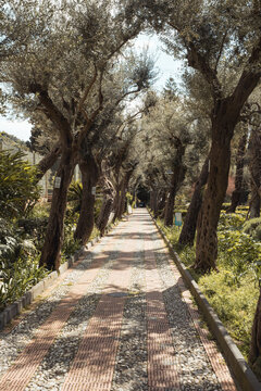 View of a tree-lined path with dappled sunlight filtering through the canopy casting shadows on the textured ground, Taormina, Sicily, Italy.