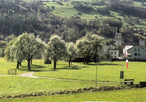 Spring pear blossom in valley around Flums, Swiss Alps