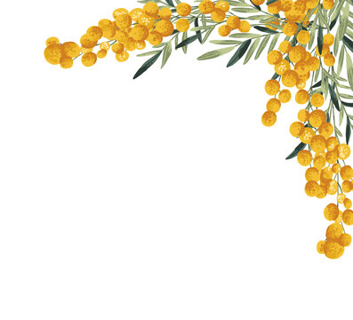 Corner frame with yellow mimosa flowers branch on transparent background