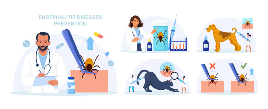 Set of Prevention of Lyme, Encephalitis. Doctor Removes Encephalitis Ticks. Parasite Carrying Disease. First Aid with Infections Transmitted by Mites. Tick attached to skin, removed with tweezers
