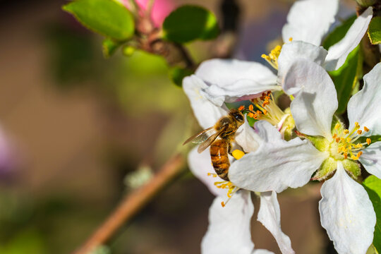Apfelbaum-Bl&uuml;ten mit Biene