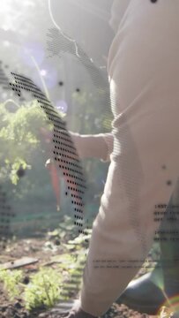 Vertical video: Sun flare on mesh, senior man leaning, reaching soil, pulling carrots for harvest