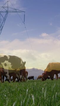 Vertical video: Camera panning right up showing Holstein and brown cattle grazing for farm by pylon