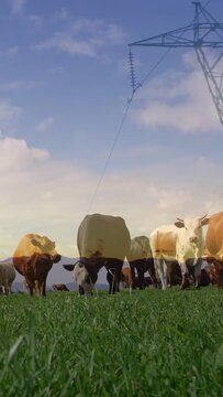 Vertical video: Farm cattle herd grazing to feed, slow camera tilt showing pylon and mountain