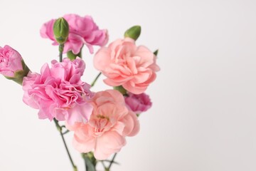 Fototapeta premium Beautiful carnation flowers on white background, closeup. Space for text