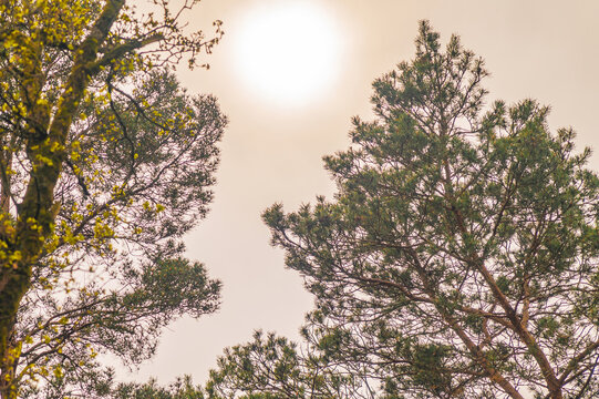 Looking up through pine trees towards a hazy sun on a cloudy day