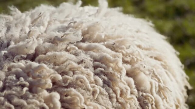 Close-up view of a sheep's fluffy white wool showcasing its natural texture and intricate curls, gently moving in the breeze, ideal for agricultural or nature-themed video footage.