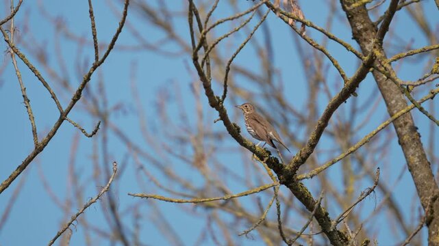Song thrush perched high on a branch against a clear blue sky in March .The bird is alertly observing its surroundings and ruffling its feathers. Close-up shot highlighting the spotted plumage.