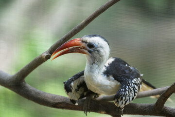 red billed hornbill © Shal09