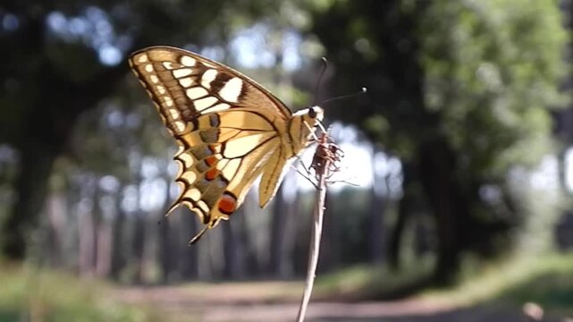 Butterfly Old World swallowtail, Papilio machaon on dry grass moved by wind by road in park with tall trees on sunny windy summer day - close-up, slow motion. Topics: beauty of nature, wildlife