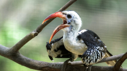 red billed hornbill at kuala lumpur bird park malaysia © Shal09