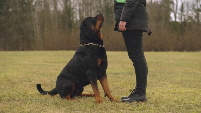 Large Rottweiler responds to recall, sits, then moves into heel beside handler. Silent obedience training, calm control, outdoor field, daylight.