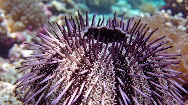 Spiky sea urchin slowly moving on the vibrant coral reef floor, its long purple spines gently swaying with the ocean current, underwater video footage.