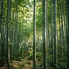 Fototapeta premium A serene and peaceful bamboo forest with tall green bamboo trees and a dirt .