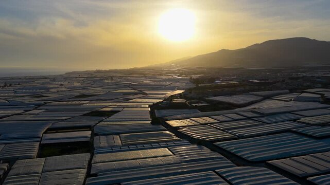 Greenhouses in sunset (Almeria / El Ejido, Spain). Aerial view of agriculture under plastic