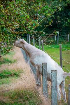 A goat stretches along a fence towards the blossoms on a tree.