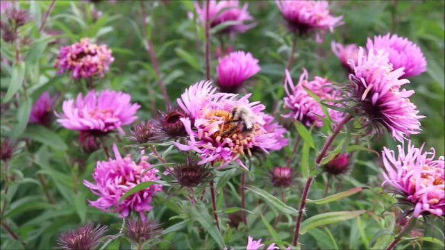 A light-colored bumblebee pollinates a pink aster flower on a sunny autumn day. A bee flies past &mdash; color horizontal video, close-up