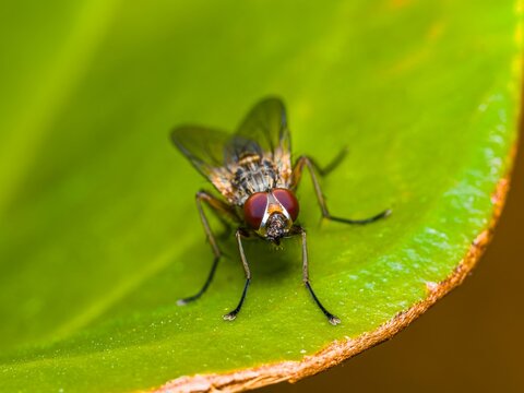 Phaonia angelicae, house fly sitting on a leaf. Macro image of a housefly's head, displaying detailed ommatidia eye structure and sharp bristles.