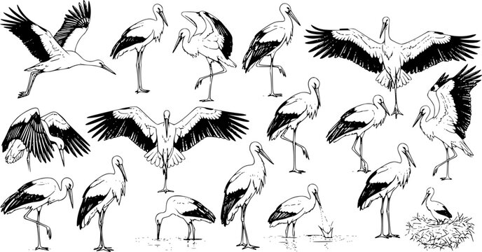Black stork silhouettes in various flying and standing poses, elegant bird shapes for wildlife design, nature vector icons on white.