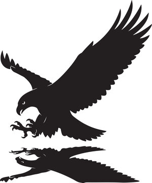 Silhouette of flying eagle with reflection on water surface in calm conditions