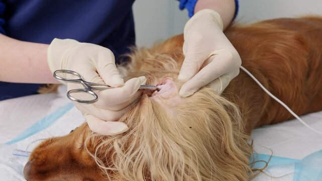 Professional veterinarian cleaning the ear of an english cocker spaniel under anesthesia, using sterile surgical instruments and cotton swabs to treat an ear infection in a veterinary clinic