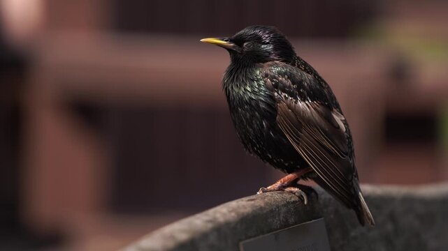An adult common starling (Sturnus vulgaris) resting on the armrest of a bench while spitting out a pellet.