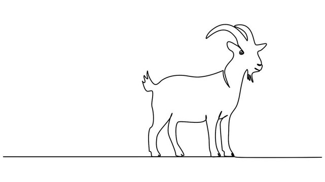 Continuous single line animation of goat representing farm animal livestock concept minimalist video