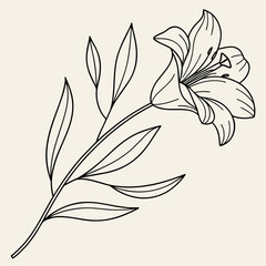 Elegant lily flower line drawing with long leaves. © Kins