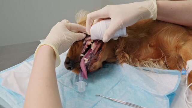 Professional veterinarian applying dental gel to a sedated dog after teeth cleaning on a table in a clinic. Professional veterinary dental care and oral hygiene procedure