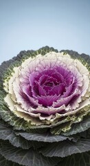 Obraz premium Majestic Rosette of a Purple-Centered Ornamental Kale Against a Pale Sky.