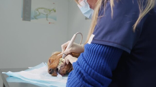 Professional veterinarian performing an ultrasonic teeth cleaning on a sedated english cocker spaniel. Anesthetized dog receiving oral hygiene and tartar removal treatment in a veterinary clinic