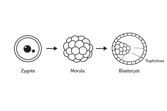 Vector Diagram Illustrating Early Embryo Development Stages from Zygote to Morula and Blastocyst Formation, Showing Trophoblast and Cell Division Process for Medical and Biological Education.