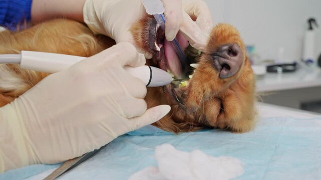 Close-up of a veterinarian cleaning a dog&rsquo;s teeth with an ultrasonic scaler during a dental procedure. Sedated English Cocker Spaniel receiving professional oral care in a clinic