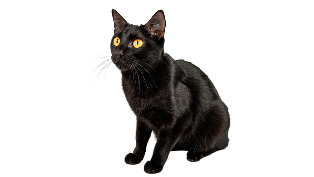 Black cat sits and looks around with bright yellow eyes isolated on transparent background