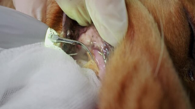 Veterinary dentist cleaning the teeth of a sedated english cocker spaniel with a modern ultrasonic scaler, removing plaque and tartar from the animal's mouth during a dental procedure, close-up